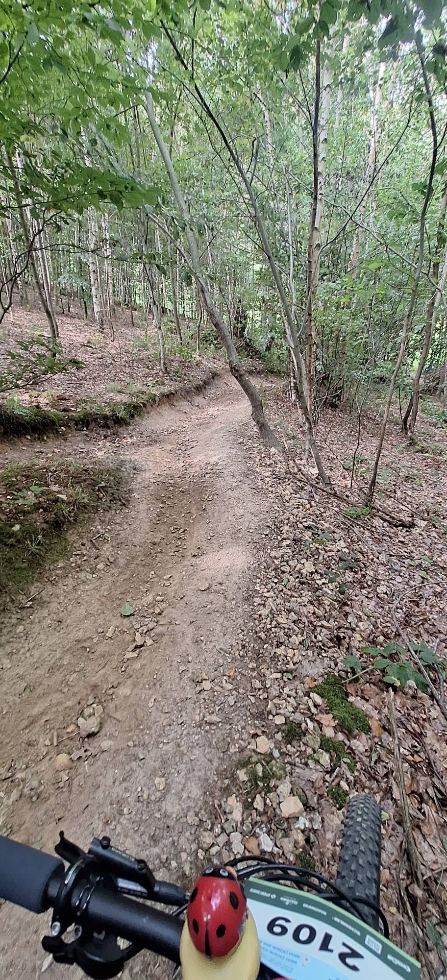 Smal singletrack door het bos met boomwortels tijdens de Mergel Heuvelland 2 Daagse