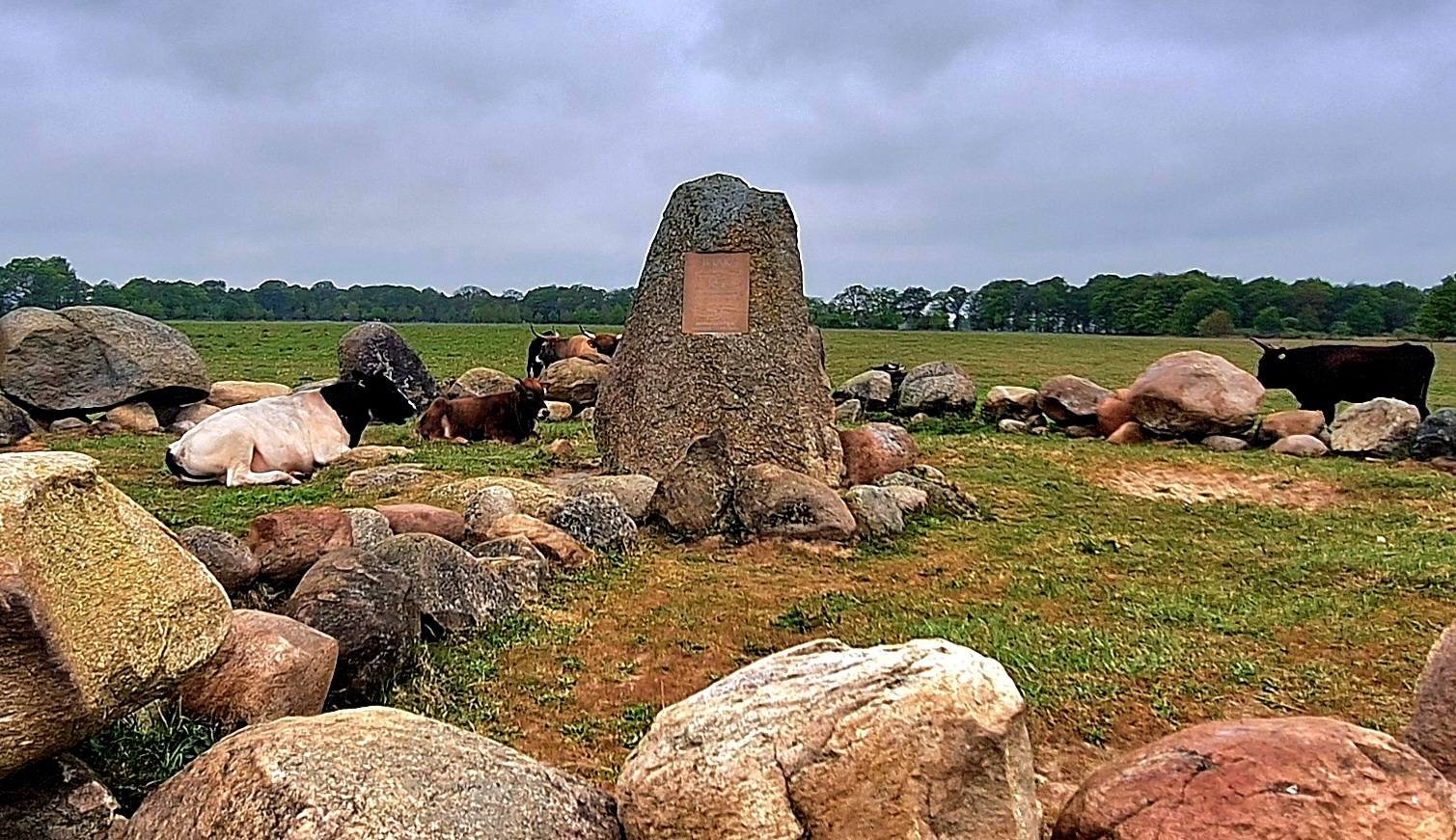 Grote zwerfkeien en een gedenksteen met grazende runderen in Drenthe tijdens de Roldertorenclassic